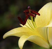 close up picture of beautiful yellow summer flower
