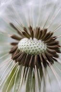 Macro photo of dandelion seed head