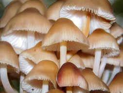 Tree fungus mushrooms in the forest