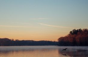 morning on forest lake