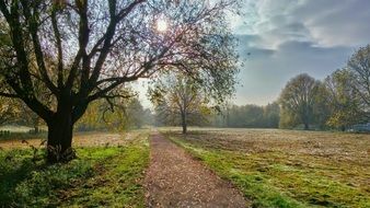path among trees under the bright sun