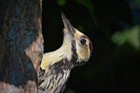 woodpecker on a tree close up