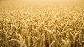 amazing golden wheat field