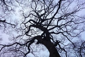 black dead tree in Taiwan