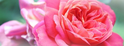 red rose flower in bloom