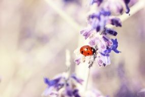 Ladybug on a lavender flower