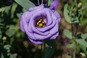 violet flower close up