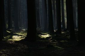 Shadows ın the forest