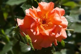 orange flower grows in nature