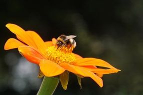 bee sitting on the orange flower
