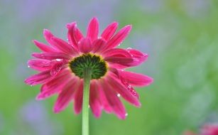 delightful flower daisy