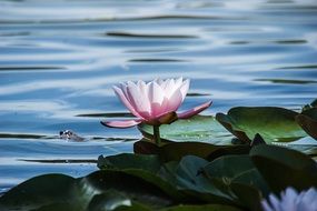 wonderful water lily on the water close-up