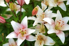 bloom lily flowers