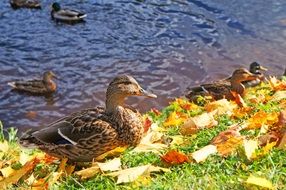 A lot of ducks on a autumn pond