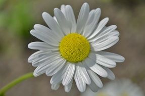 Chamomile on stem close-up