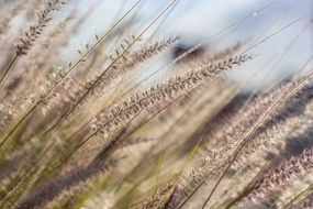 blooming grass close up