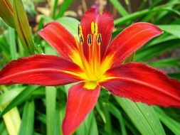 red lily on a bush close-up