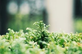 macro view of green plants on blurred background