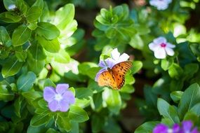 orange butterfly on a garden flower