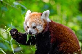 red panda in zoo