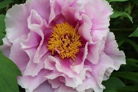 wonderful pink flower