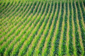 fresh green cornfield landscape
