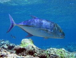Big bluefin trevally fish in ocean