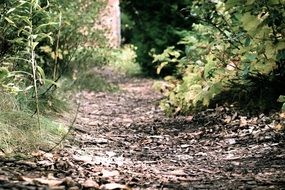 trail in the forest closeup