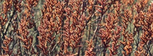 blooming brown grass on the field