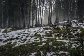 Winter snow forest scene