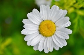chamomile