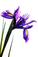 iris flower at white background