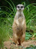 Standing meerkat in the wildlife