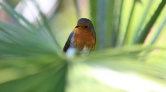 Songbird with the red breast