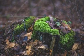 green moss on a tree stump