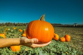 Orange pumpkin in hand