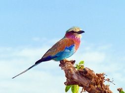 bright colorful bird on the sky background