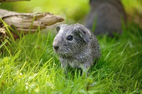 wonderful guinea pig