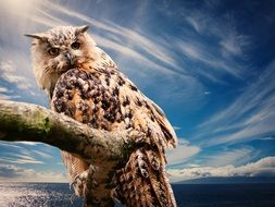 Beautiful and colorful owl under the clouds
