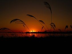 grass at beautiful sunset