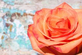 Lush decorative rose closeup