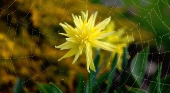 Narcissus on the net