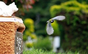 White and yellow bird is flying