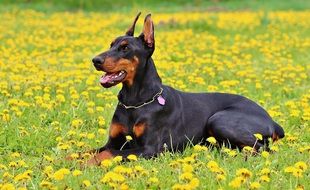 Doberman on a yellow flowering meadow
