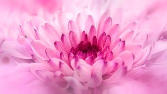 Close photo of pink chrysanthemum flower