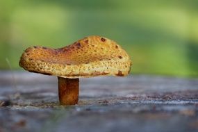 toxic mushroom grows in nature on a blurred background