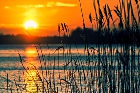 rays of sunset in the reeds on the lake