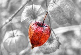 red flower on a colorless background