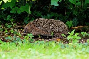 gray hedgehog on a forest path