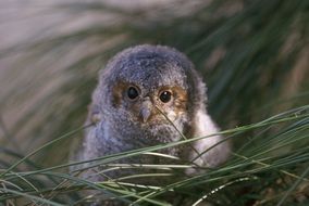 owl nestling portrait